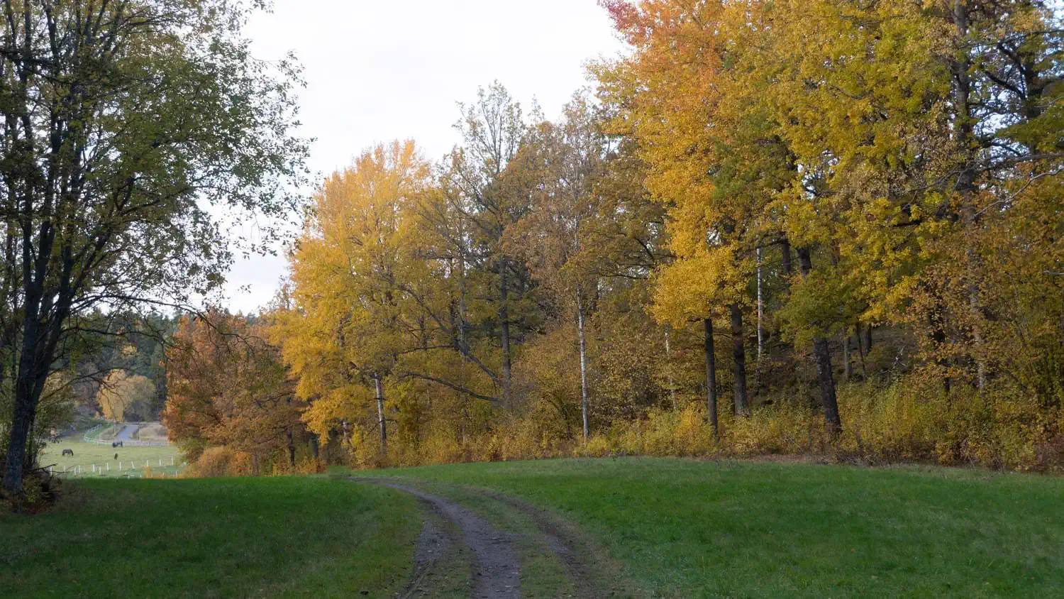 Höstfärgade träd längs en promenadväg i ett grönområde i Huddinge